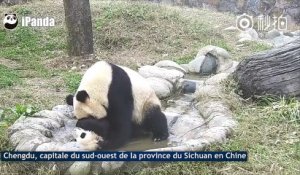 Adorable : ce bébé panda refuse de prendre son bain !