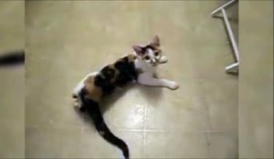 Un chat qui adore parler avec sa maitresse