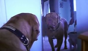 Réaction énorme de ce chien qui se voit dans un miroir