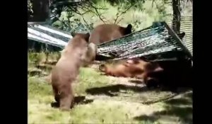 3 bébé ours et leur maman jouent sur un Hamac