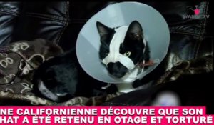 Une californienne découvre que son chat a été retenu en otage et torturé... Plus d'infos dans la minute chat #181