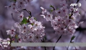 Les cerisiers sont en fleurs au Japon