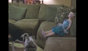 Un chien essaye de jouer avec une poupée