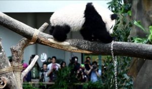 Malaisie: Un zoo nomme son bébé panda Nuan Nuan