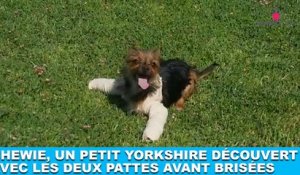 Chewie, un petit Yorkshire découvert avec les deux pattes avant brisées... Maintenant dans la minute chien #183