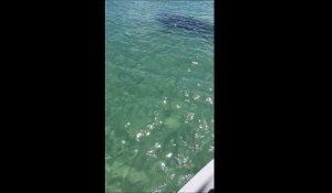 Un couple en jet ski se fait attaquer par un requin