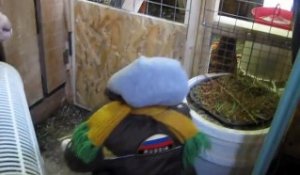 En Russie, un petit singe se fait passer pour un enfant