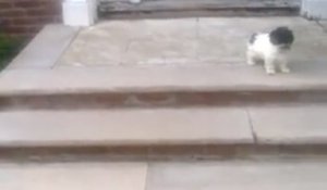 Effrayé, un adorable chiot trouve une astuce très marrante pour descendre les marches d'un escalier !