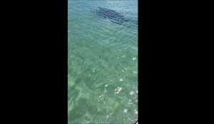Un requin blanc attaque un Jetski en Australie..