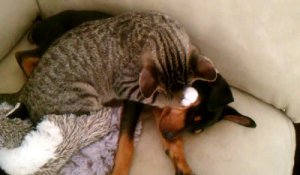 Un chat cajole un chien affaibli à son retour de chez le vétérinaire