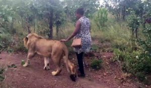 Une femme salue un lion sauvage
