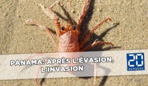 Une armée de crabes en marche autour de Panama