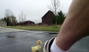 Il va à l'école suivi par son meilleur pote le bébé canard