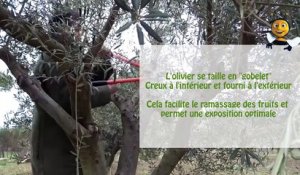 SETE -2016 - BASSIN DE THAU - VERT DEMAIN - La taille des oliviers, un arbuste méditerranéen... - Jardiner autour de Thau