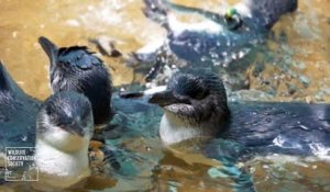 Les Pingouins Du Zoo Du Bronx Sont Trop Mignon Sur Orange Videos