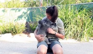 Ce koala se fait cajoler et il adore ça !