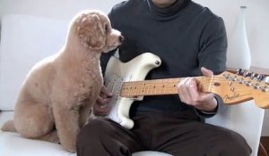 Ce chien va vous apprendre à jouer de la guitare comme un pro