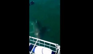 Un grand requin blanc arrive a rentrer dans une cage de plongeur - Carnage évité de peu