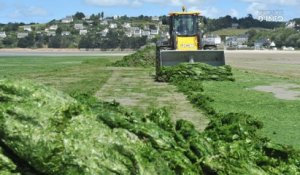 Algues vertes en Bretagne : des vérités qui dérangent