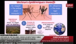 Les maladies à transmission vectorielle - Les matins du Sénat (21/04/2016)