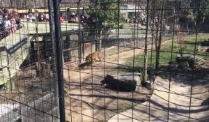 Elle descend dans l'enclos d'un tigre pour récupérer son chapeau