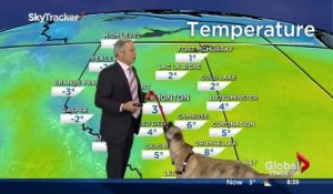 Un chien pourrit la météo faite par ce journaliste en direct à la TV