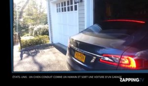 Etats-Unis : un chien conduit comme un humain et sort une voiture d’un garage ! (Vidéo)