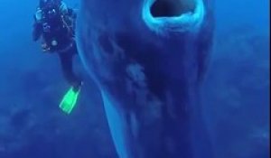 Un poisson-lune géant filmé par des plongeurs