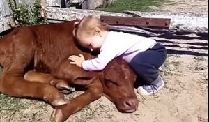 Belle amitié entre un bébé et un veau. Trop mignon