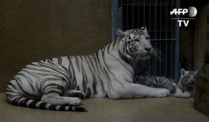 Naissance de bébés tigres blancs indiens au zoo de Liberec