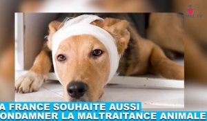 La France souhaite aussi condamner la maltraitance animale ! On en parle dans la Minute Chien #201