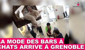 La mode des bars à chats arrive à Grenoble ! Plus d'infos dans la Minute Chat #201