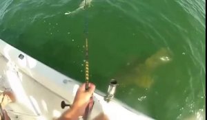 Un mérou géant avale un requin en une bouchée sous les yeux de pecheurs