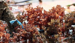 A Zanzibar, la culture des algues prend l'eau