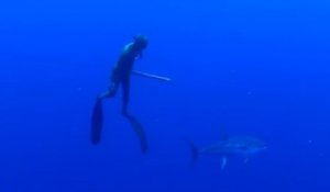 Un requin-baleine attaque un plongeur