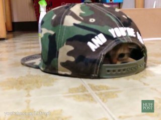 Avec Des Casquettes Ces Chats Se Prennent Pour Des Tortues