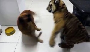 Ce chien défend sa gamelle devant un bébé tigre affamé