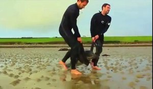 Des surfeurs sauvent des dauphins échoués sur la plage. Beau geste