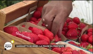 Guariguette de Nîmes : la fraise du printemps