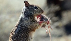 Les écureuils ne sont pas des petits animaux gentils et mignons