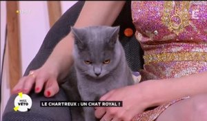 Le Chartreux : un chat royal !