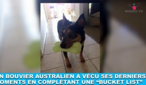 Un bouvier australien a vécu ses derniers moments en complétant une "bucket list" ! Plus d'infos dans la Minute Chien #209