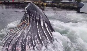 Une énorme baleine se nourrit dans un port de plaisance en Alaska !