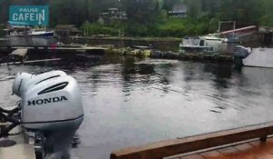 Une baleine vient se nourir dans un petit port d’Alaska