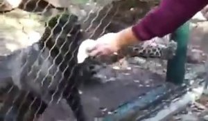 Une panthère attrappe la main d'un gardien de zoo à travers la grille
