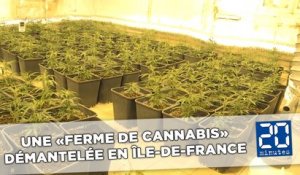 Une «ferme de cannabis» démantelée en Île-de-France