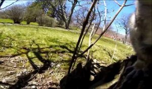 Cet écureuil s’empare de sa GoPro et court se filmer dans les arbres !