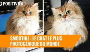 Smoothie : le chat le plus photogénique du monde