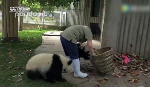 Des pandas veulent jouer pendant que le personnel d'un zoo nettoie leur abri