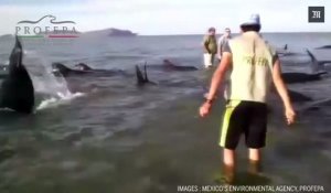 Vingt-quatre baleines s'échouent et meurent sur une plage méxicaine